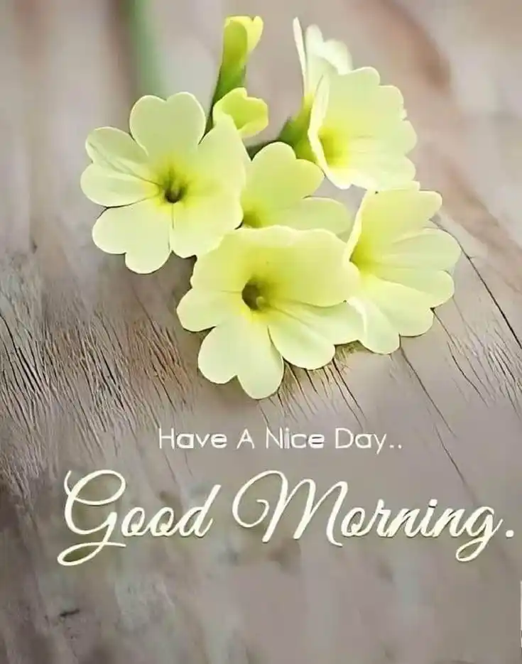 animal good morning images hd