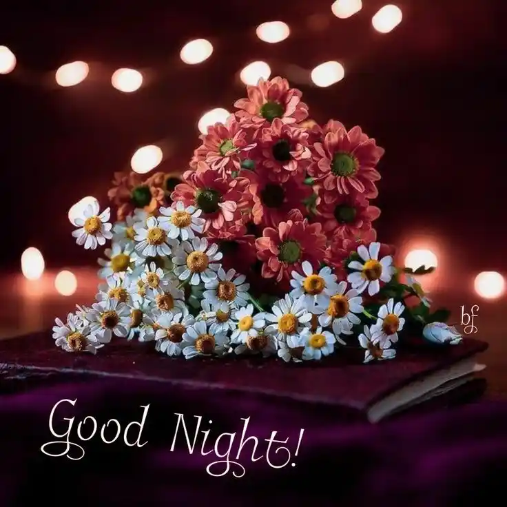 cute animal good night pictures