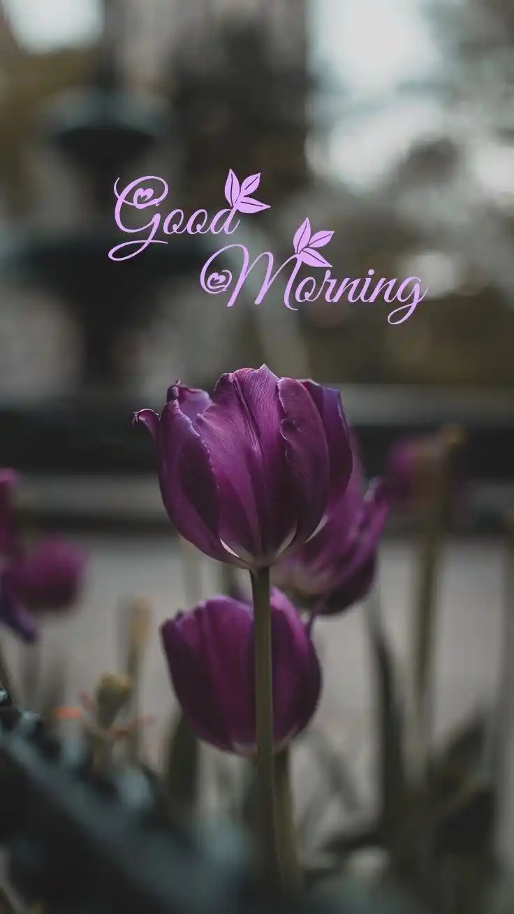 radha krishna good morning pic